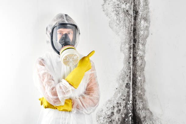 Why You Should Choose Our Mold Remediation Services in Golden Beach, MD